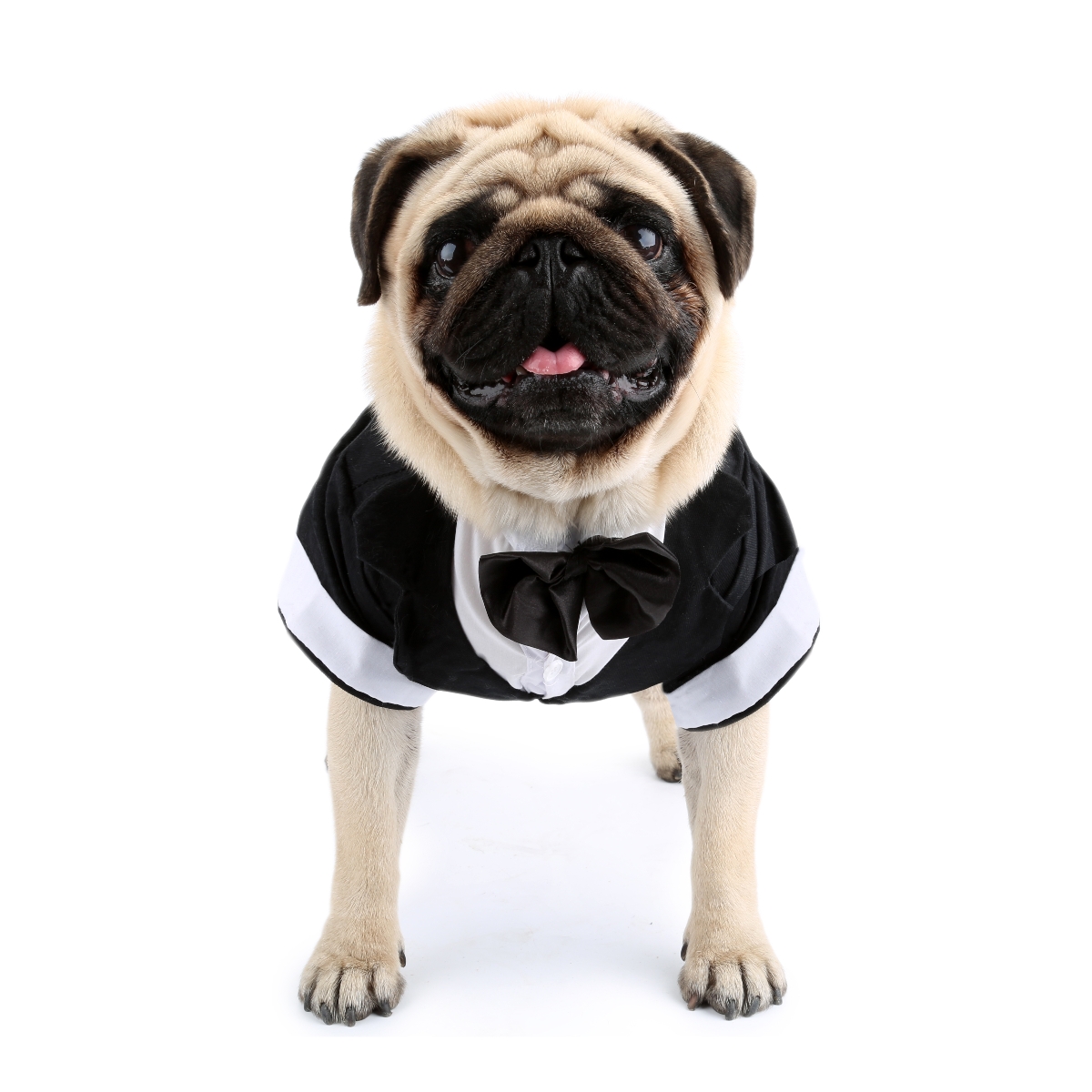 Dog Shirt Puppy Clothes, Pet W - Summer Dog Clothing のレビューと価格